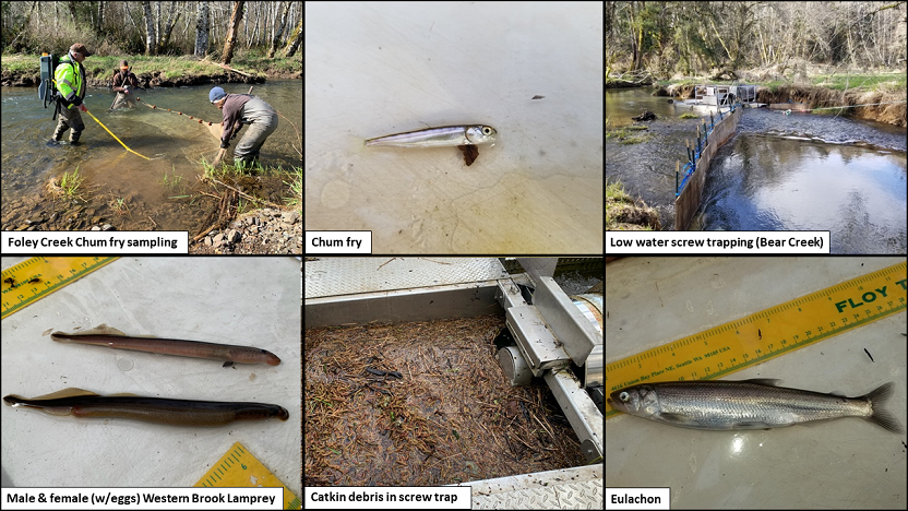 Recent Photos 4-12-2020 - Foley Creek Chum Fry Sampling, Chum Fry, Low Water Screw Trapping at Bear Creek, Male and Female (with Eggs) Western Brook Lamprey, Catskin Debris in Screw Trap, Eulachon