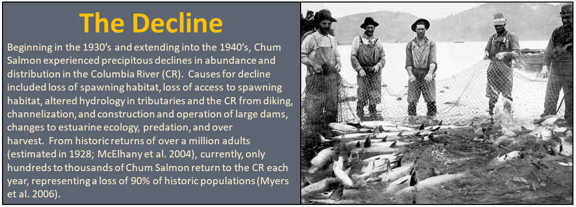 The Decline: Beginning in the 1930s through the 1940s, Chum Salmon declined in abundance and distribution in the Columbia River (CR). Causes included loss of spawning habitat, loss of access to spawning habitat, altered hydrology from diking, channelization, and construction and operation of large dams, changes to estuarine ecology, predation, and over harvest. From historic returns of over a million adults today only 100s to 1000s of Chum return each year -- a 90% loss of historic populations..