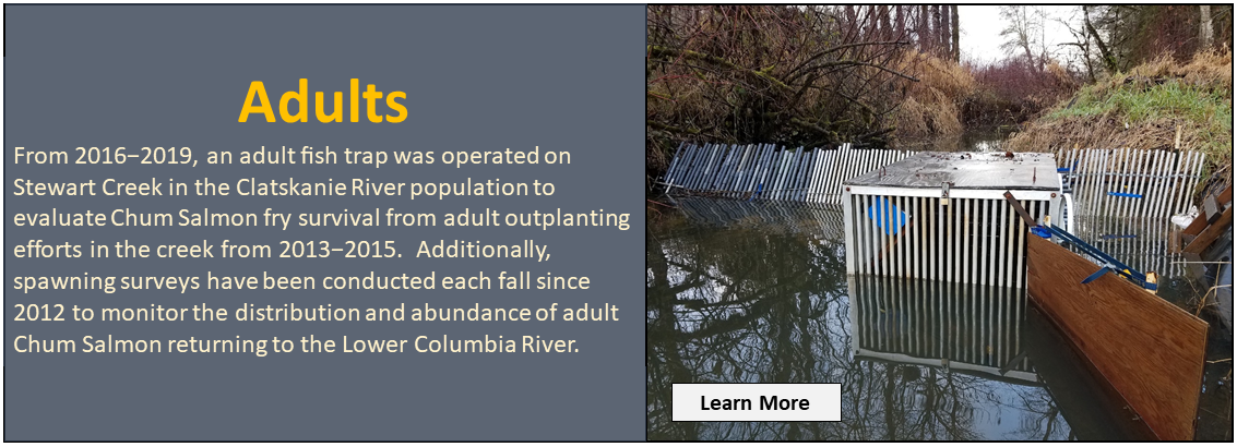 Adults: From 2016-2019, an adult fish trap was operated on Stewart Creek in the Clatskanie River population to evaluate Chum Salmon fry survival from adult outplanting efforts in the creek from 2013-2015. Additionally, spawning surveys have been conducted each fall since 2012 to monitor the distribution and abundance of adult Chum Salmon returning to the Lower Columbia River. Click to learn more.