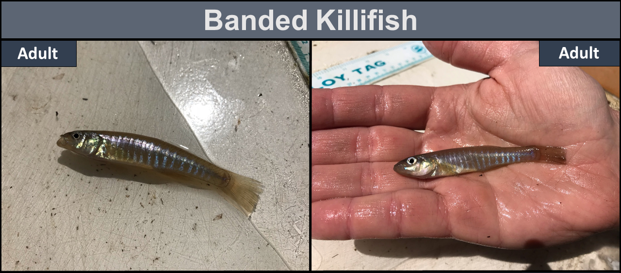 Banded Killifish adult