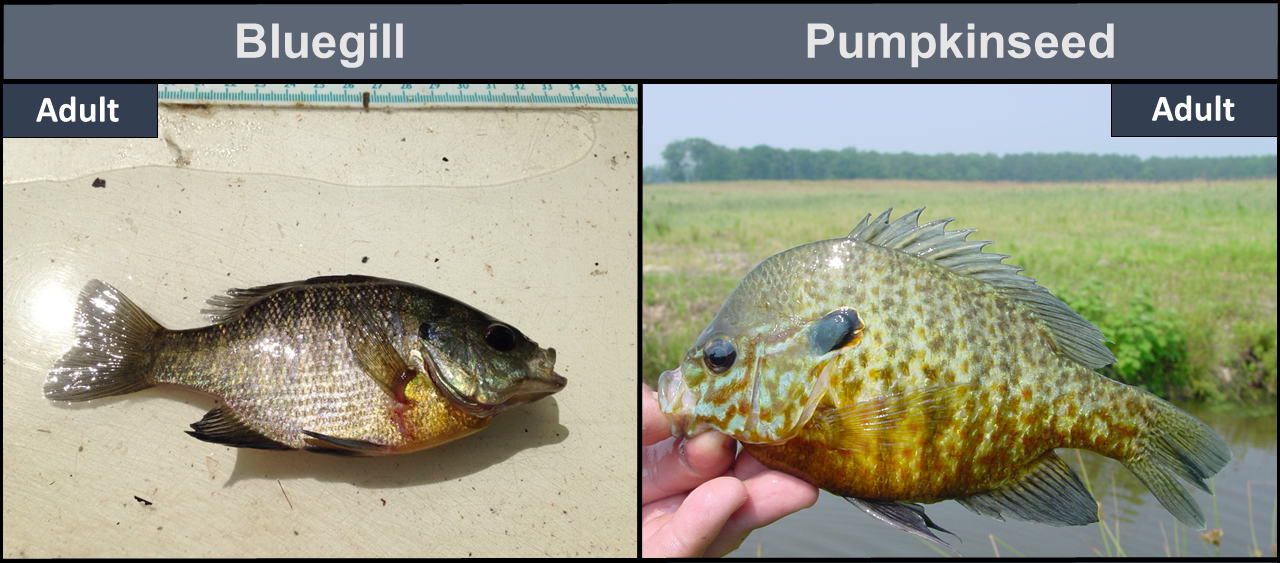 Bluegill adult (left), Pumpkinseed adult (right)