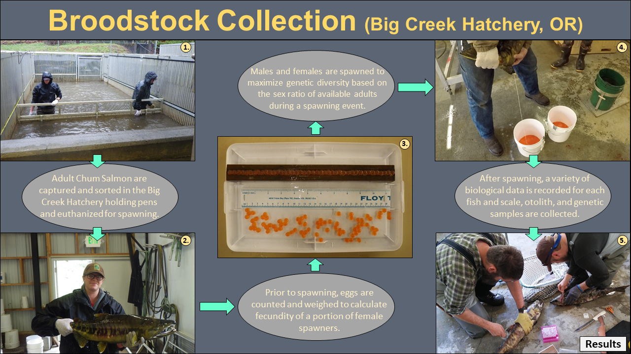 Steps in the Broodstock Collection Process, with Photos, Big Creek Hatchery