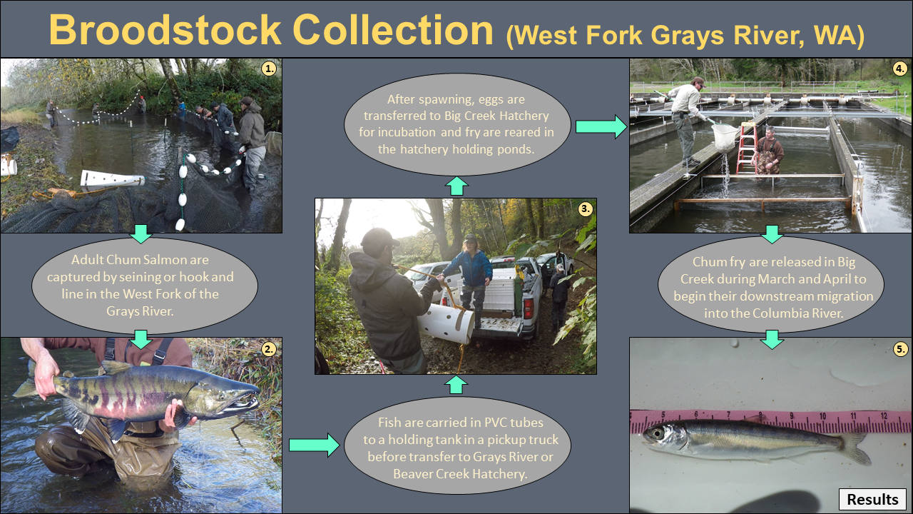 Broodstock Collection - West Fork Grays River, WA