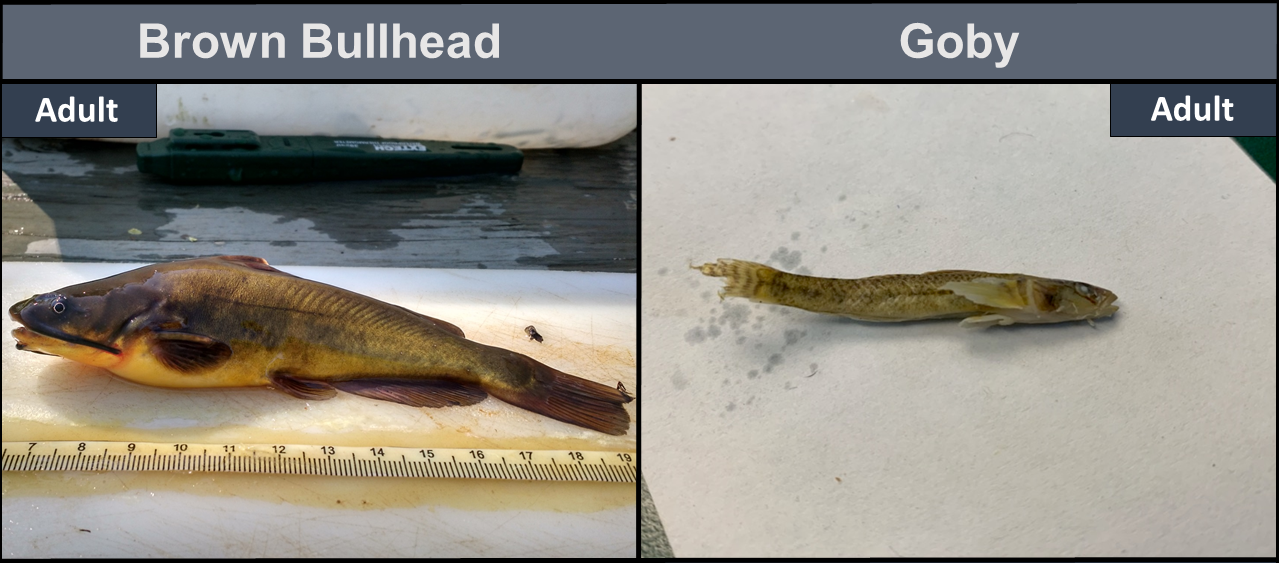 Brown Bullhead adult (left), Goby adult (right)