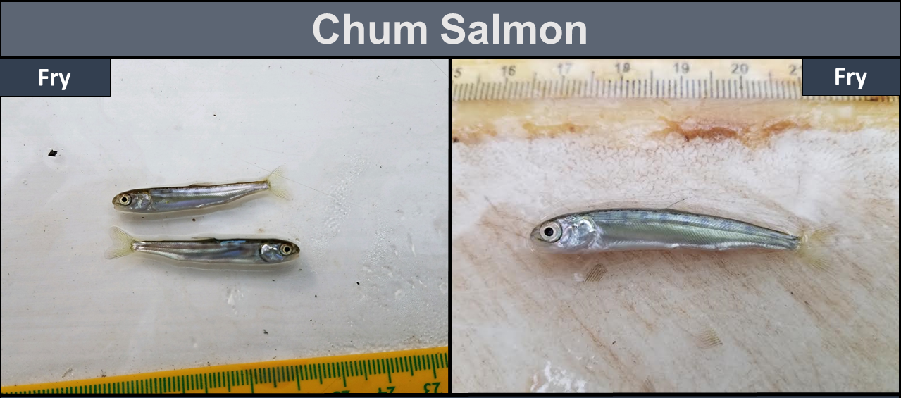 Chum Salmon Fry