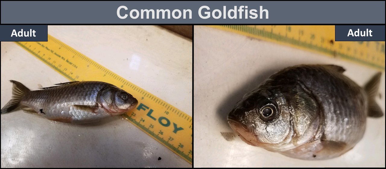 Common Goldfish adult. Photos of full body (left), and close-up of head (right).