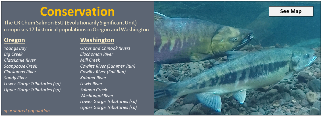 Conservation: The CR Chum Salmon ESU (Evolutionarily Significant Unit) comprises 17 historical populations in Oregon and Washington. Click to see map.