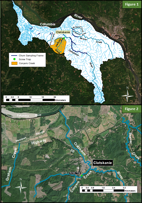 Conyers Creek, Juvenile Chum Monitoring, Figures 1 and 2