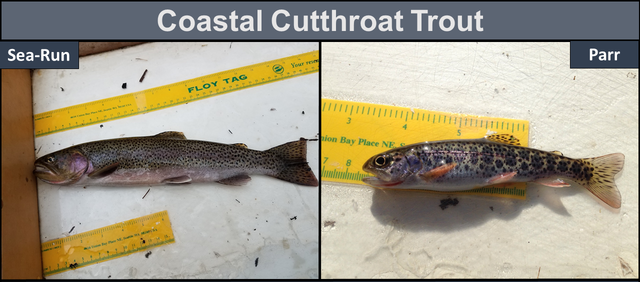 Coastal Cutthroat Trout - Sea-Run (left), Parr (right)