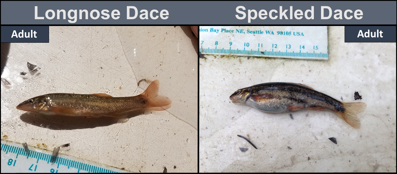 Longnose Dace adult (left), Speckled Dace adult (right)