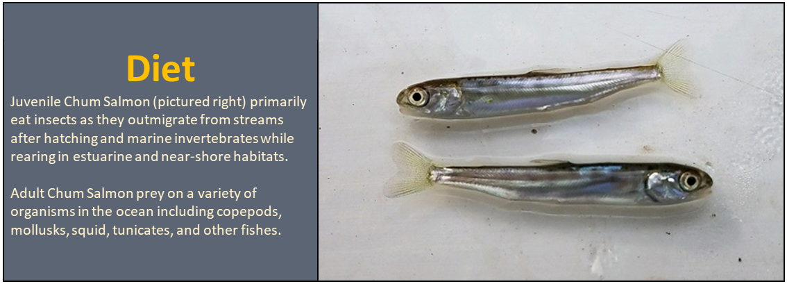 Diet: Juvenile Chum Salmon (pictured right) primarily eat insects as they outmigrate from streams after hatching and marine invertebrates while rearing in estuarine and near-shore habitats. Adult Chum Salmon prey on a variety of organisms in the ocean including copepods, mollusks, squid, tunicates, and other fishes.