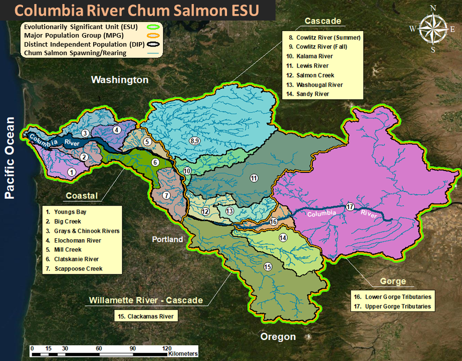 Map of Columbia River Chum Salmon Evolutionary Significant Unit (ESU).