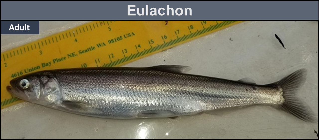 Eulachon adult