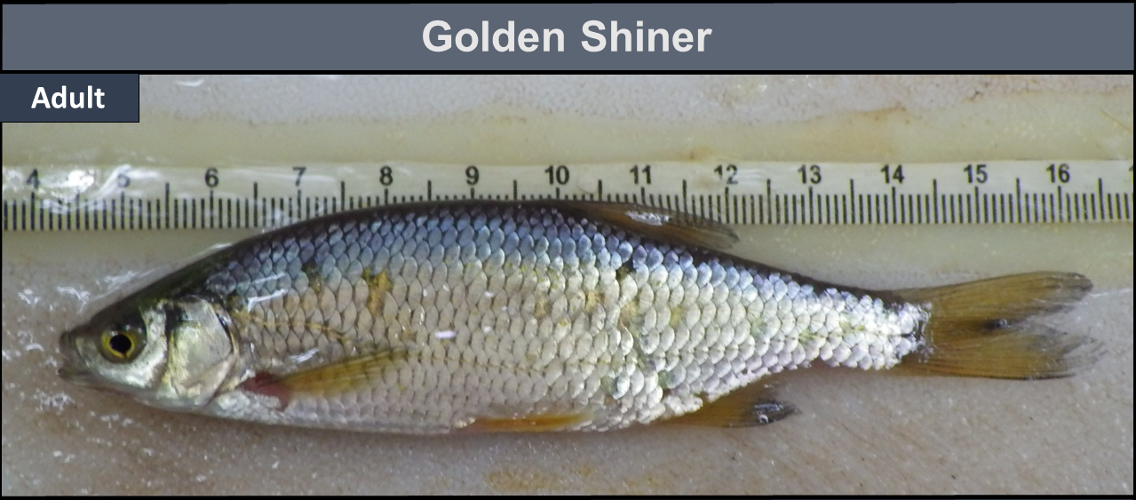 Golden Shiner adult, about 12 centimeters long.