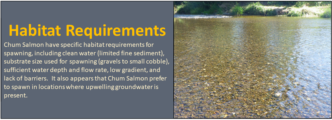 Habitat Requirements: Chum Salmon have specific habitat requirements for spawning, including clean water (limited fine sediment), substrate size used for spawning (gravels to small cobble), sufficient water depth and flow rate, low gradient, and lack of barriers. It also appears that Chum Salmon prefer to spawn in locations where upwelling groundwater is present.