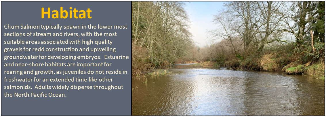 Habitat: Chum typically spawn in the lower most sections of stream and rivers, with the most suitable areas associated with high quality gravels for redd construction and upwelling groundwaterfordevelopingembryos. Estuarine and near-shore habitats are important for rearing and growth, as juveniles do not reside in freshwater for an extended time like other salmonids. Adults widely disperse throughout the North Pacific Ocean.