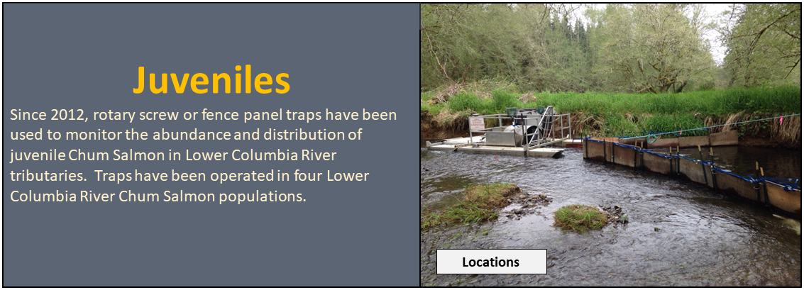 JUVENILES: Since 2012, rotary screw or fence panel traps have been used to monitor the abundance and distribution of juvenile Chum Salmon in Lower Columbia River tributaries. Traps nave been operated in four Lower Columbia River Chum Salmon populations. Click to see locations.