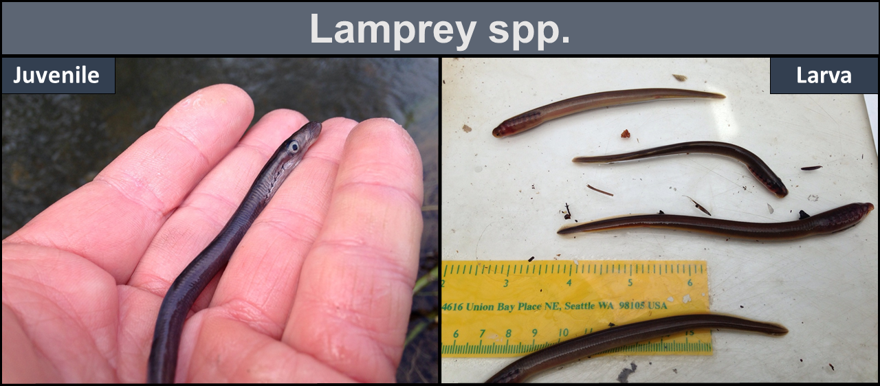 Lamprey ssp. - Left: juvenile. Right: larva.