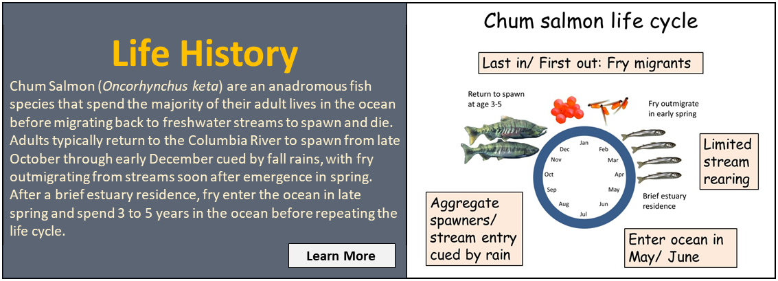 Life History - Chum Salmon are an anadromous fish species that spend the majority of their adult lives in the ocean before migrating back to freshwater streams to spawn and die. Adults typically return to the Columbia River to spawn from late October through early December cued by fall rains, with fry outmigrating from streams soon after emergence in spring. After a brief estuary residence, fry enter the ocean in late spring and spend 3 to 5 years in the ocean before repeating the life cycle. Learn more.