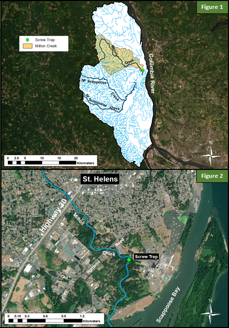 Milton Creek Map, Juvenile Chum Monitoring, Figures 1 and 2