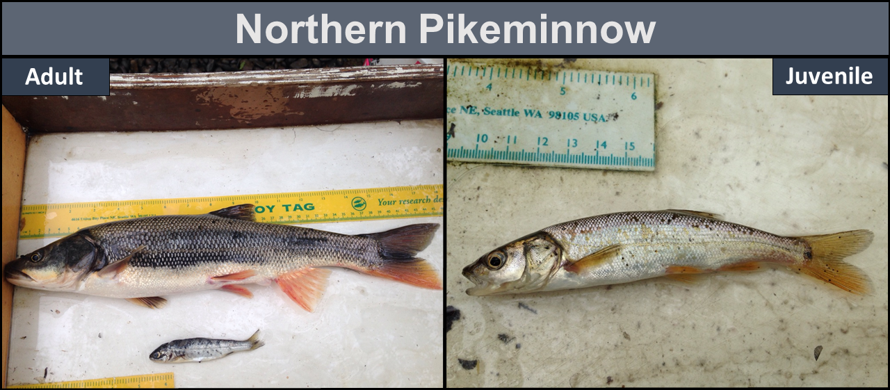 Norther Pikeminnow - Adult (left), Juvenile (right)