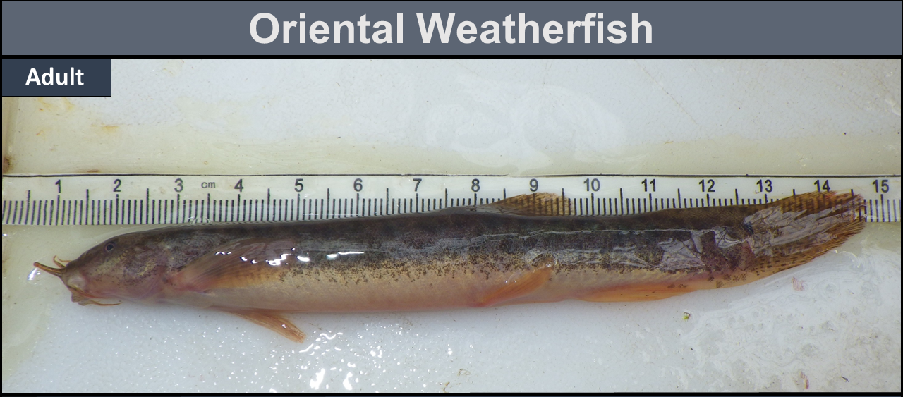 Oriental Weatherfish adult, about 14 centimeters long.