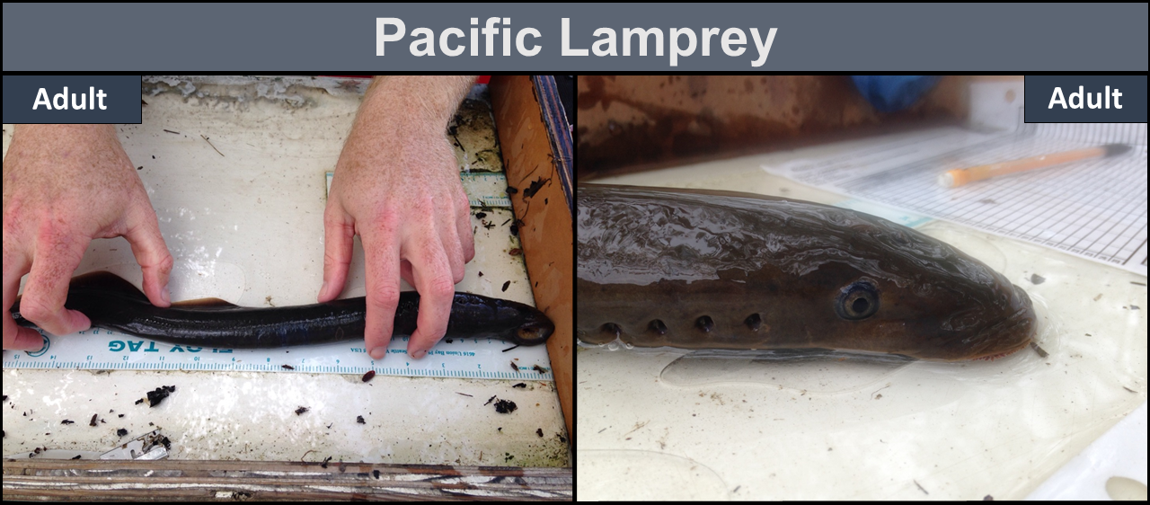 Pacific Lamprey adult - Left: showing full body next to a ruler, about 16 inches. Right: close-up of adult lampreyhead.