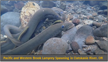 Video image: Pacific and Western Brook Lamprey Spawning in Clatskanie River, OR