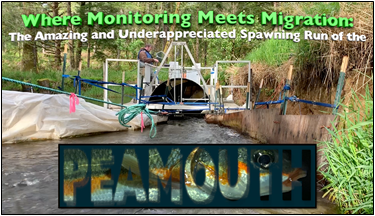 Video screen shot of Where Monitoring Meets Migration: The Amazing and Underappreciated Spawning Run of the PEAMOUTH