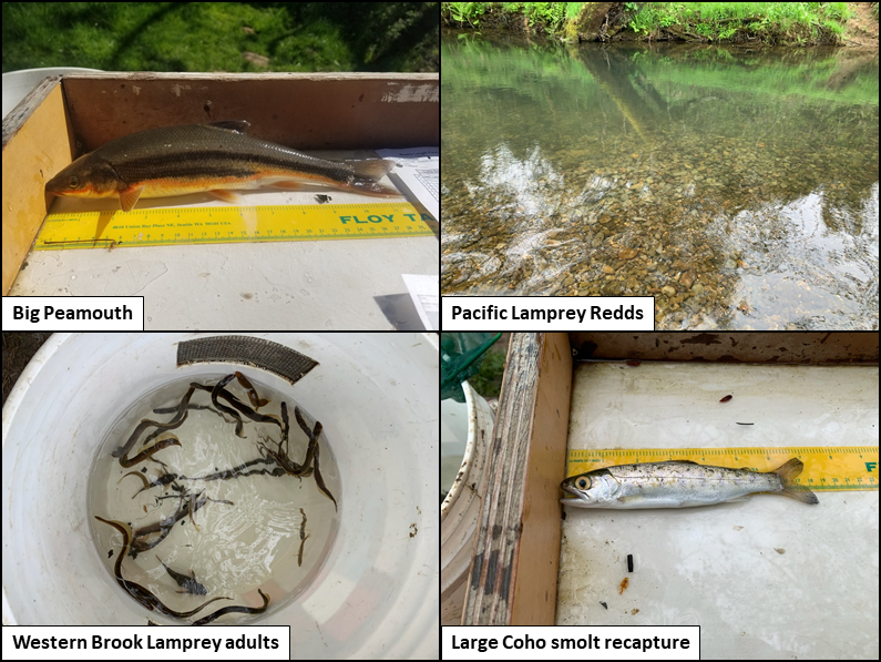 Recent Photos 4-23-2020 - Big Peamouth, Pacific Lamprey Redds, Western Brook Lamprey adults, Large Coho Smolt Recapture