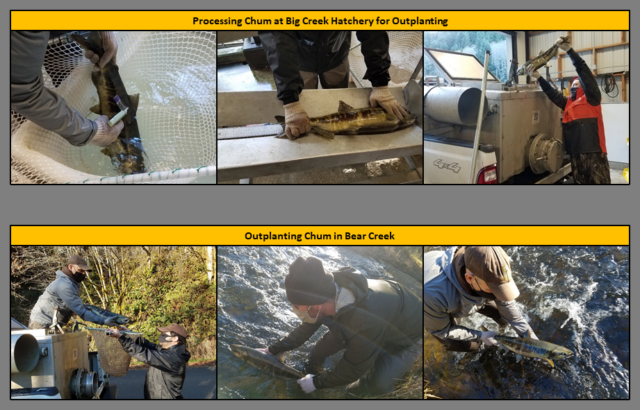 Recent Photos 12-3-2020 - Processing Chum at Big Creek Hatchery for Outplanting, and Outplanting Chum in Bear Creek