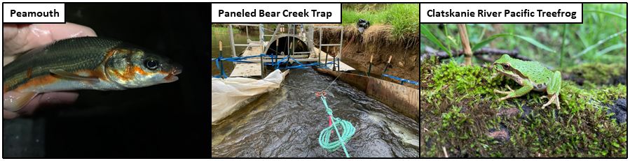 Recent Photos 5-15-2020 - Peamouth, Paneled Bear Creek Trap, Clatskanie River Pacific Treefrog