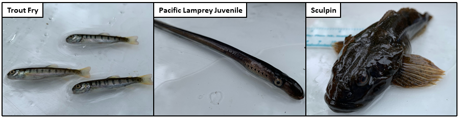 Recent Photos 5-19-2020 - Trout Fry, Pacific Lamprey Juvenile, Skulpin