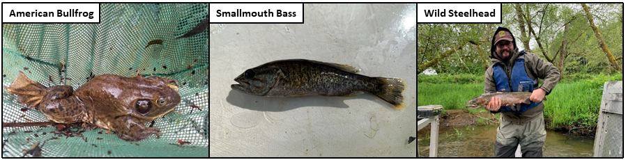 Recent Photos 5-8-2020 - American Bullfrog, Smallmouth Bass, Wild Steelhead