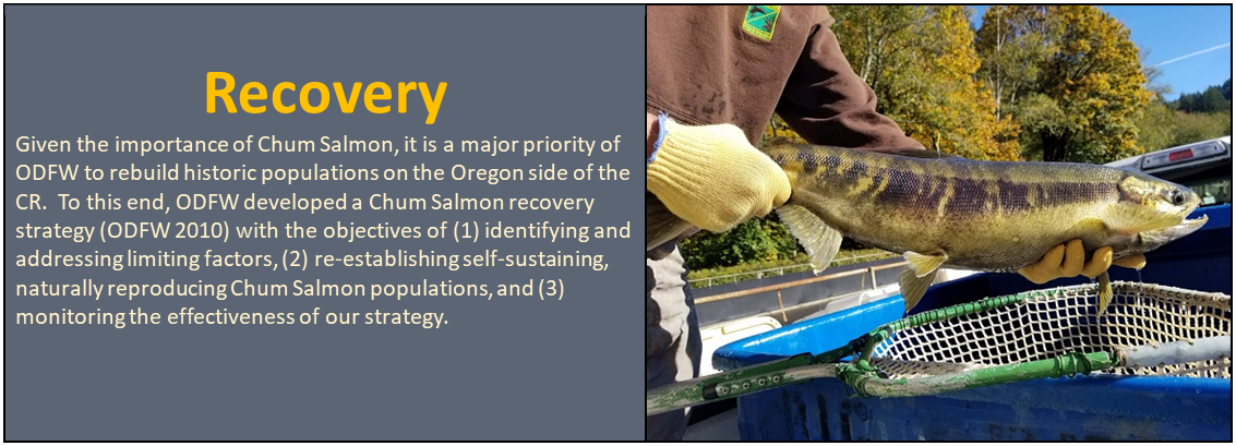 Recovery: Given the importance of Chum Salmon, it is a major priority of ODFW to rebuild historic populations on the Oregon side of the CR. To this end, ODFW developed a Chum Salmon recovery strategy {ODFW 2010) with the objectives of {1) identifying and addressing limiting factors, (2) re-establishing self-sustaining, naturally reproducing Chum Salmon populations, and (3) monitoring the effectiveness of our strategy.