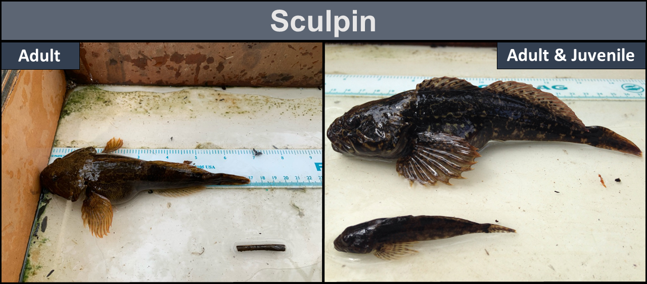 Sculpin - Left: Adult. Right: Adult and Juvenile