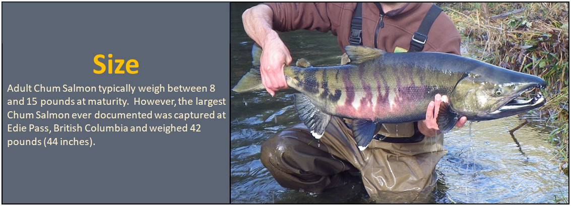 Size: Adult Chum Salmon typically weigh between 8 and 15 pounds at maturity. However, the largest Chum Salmon ever documented was captured at Edie Pass, British Columbia and weighed 42 pounds (44 inches).