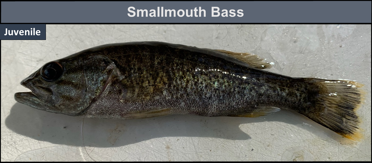 Smallmouth Bass juvenile