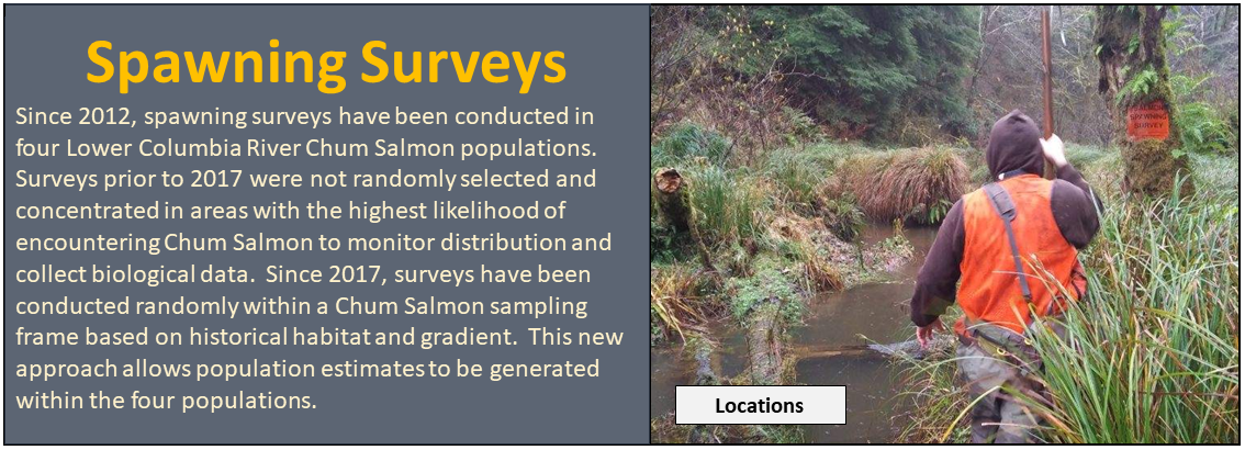 Spawning Surveys: Since 2012, spawning surveys have been conducted in four Lower Columbia River Chum Salmon populations. Surveys prior to 2017 were not randomly selected and concentrated in areas with the highest likelihood of encountering Chum Salmon. Since 2017, surveys have been conducted randomly within a Chum Salmon sampling frame based on historical habitat and gradient. This new approach allows population estimates to be generated within the four populations. Click to see locations.