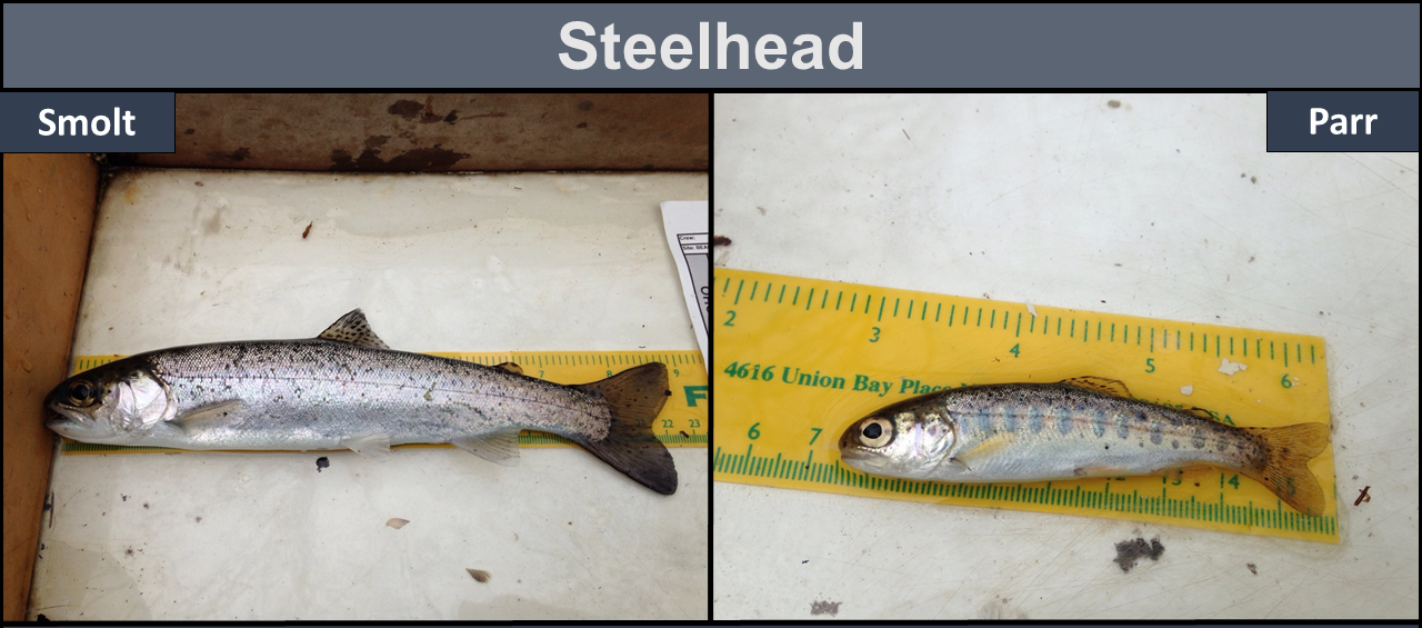 Steelhead - Left: Smolt, about 9 inches long. Right: Parr, about 3 inches long.