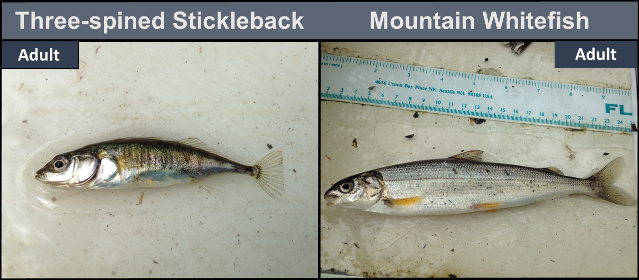 Three-spined Stickleback adult (left), and Mountain Whitefish adult (right)