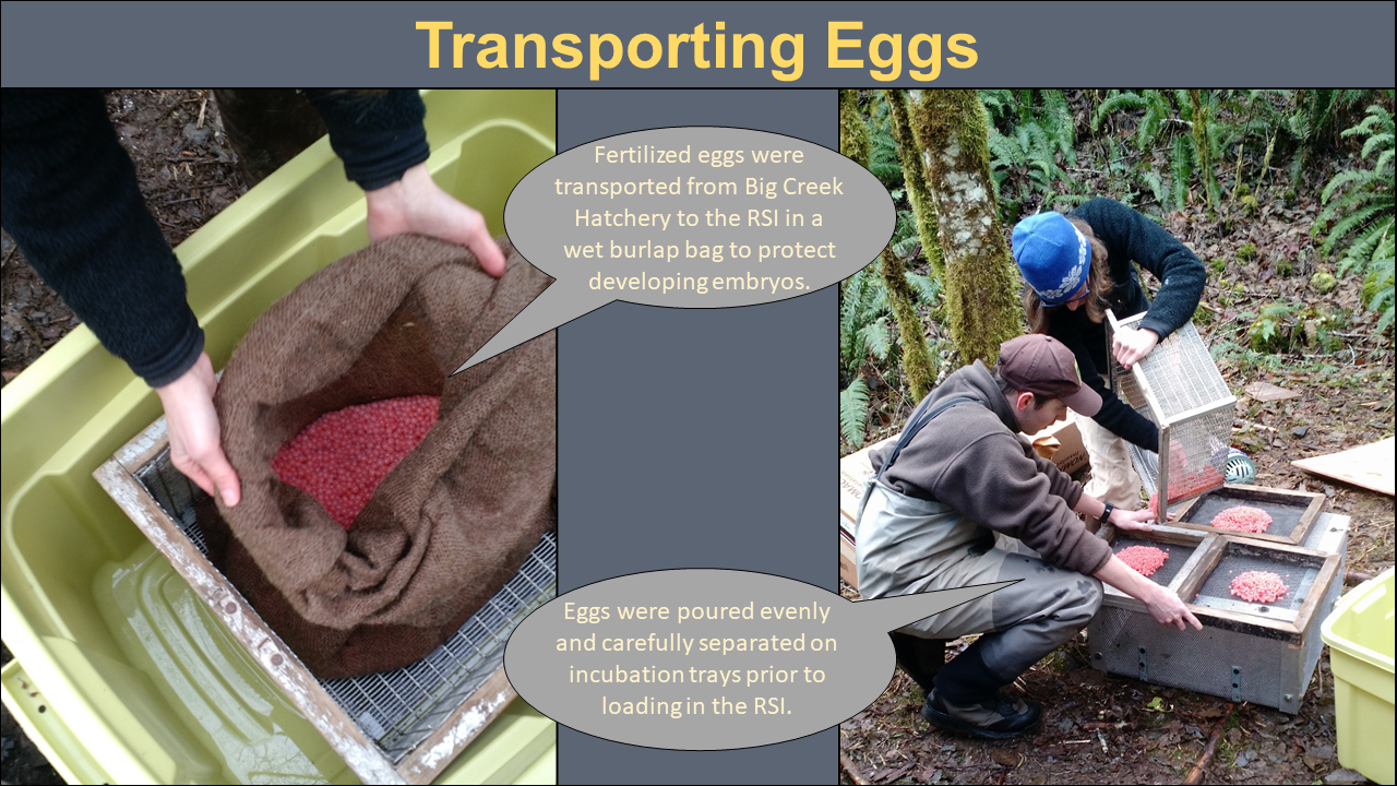 Transporting Eggs