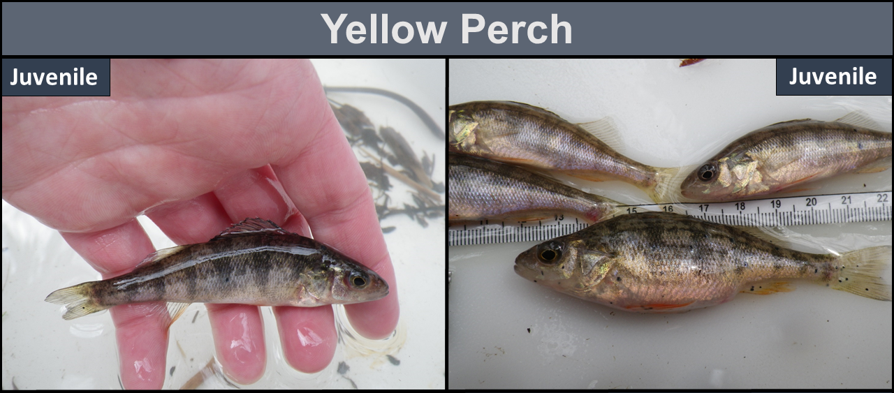 Yellow Perch juveniles