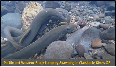Pacific and Western Brook Lamprey Spawning.png | ODFW CHUM